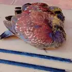 يمام بوجفن الفريقي