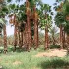 نخيل واشنطني زينة ابو مروحة