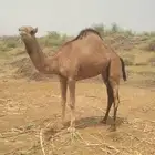 بكره للبيع بعمر سنه و4اشهر ساحليه اصل وفصل