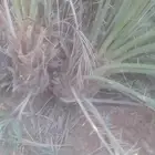 عندي موجود جلا نخل.