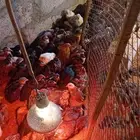 دجاج صوص بلدي