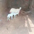عدد 1 نعجه منتوج
