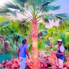 نخل واشنطني زينه نخل واشنطونيا ملكي ابو مروحه نخل مثمر نقايل