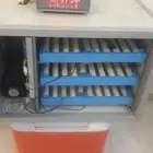 فقاسة