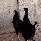 دجاج تركي بياض شرط