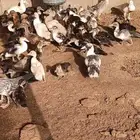 بط بلدي وشرشر