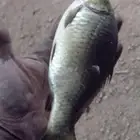 سمك بلطي مزارع