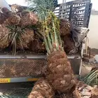 نخل للبيع جميع انواع انخيل العربي والوشنطني