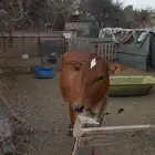 حسيله للبيع