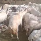 يوجد لدينا ضان رفيديات قرايب موالدات