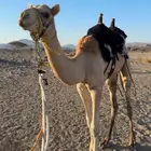 قعود للبيع