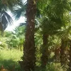 نخيل واشنطني ممتاز اضافه إلى خلآص وبرحي