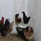 دجاج بلد نظيه شرط وبياض