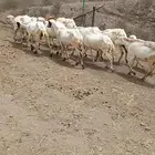 ضأن للبيع