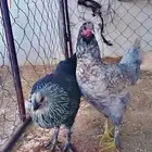 دجاج