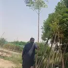 شجر ظول نيم الزنزلخت