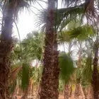 توريد وزراعه النخيل