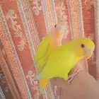 روز فروخ روز هدد