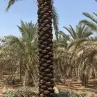 نخل نقوم بتوريد جميع انواع إنخل عربي وواشنطني جميع المقاسات