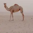 بكره شحقاء لقيه في وحده من يدينها لين
