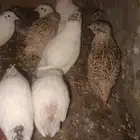 سمان للبيع العدد 13