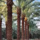 يتوفر جميع انواع أنخيل للبيع