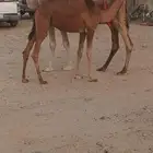 خلفه كفو ب 8500 تم البيع