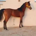 حصان واهو فاخر