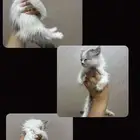 للبيع قطط كيتن