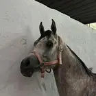حصان عربي واهو للبيع