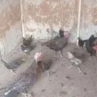 دجاج عربي للبيع الموقع اليتمه