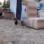 دجاج عربي اصيل فري نادر