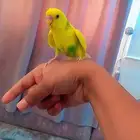 عصفور بادجي اليف هددد نشبه