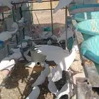 حمام فرنسي لاحم