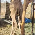 قعود كفو العمر 10 الشهور