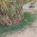 نخيل مثمر لبيع