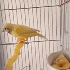 انثى كناري
