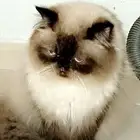 قطط للتبني