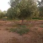 اشجار زيت زيتون