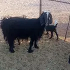 عنز معها جفرتين طيبه