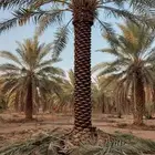 نخل للبيع في جده مكه نخل للبيع جده بجميع انواعها ومقاساته