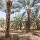 التوريد النخيل العربي والوشنطن وجميع انواع ومقاساته