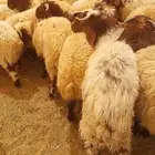 غنم نعيمي بلدي وحريات جميع الاحجام