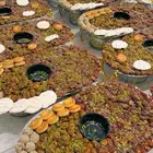 مقادع تمر صياني تمر