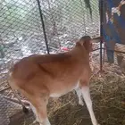 عجل للبيع ماشاءالله