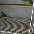 طيور الحب