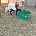 نعجه رفيديه معه طليان