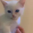 قطة شيرازيه صغيره