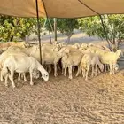 مراح حريات