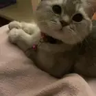 قطط
